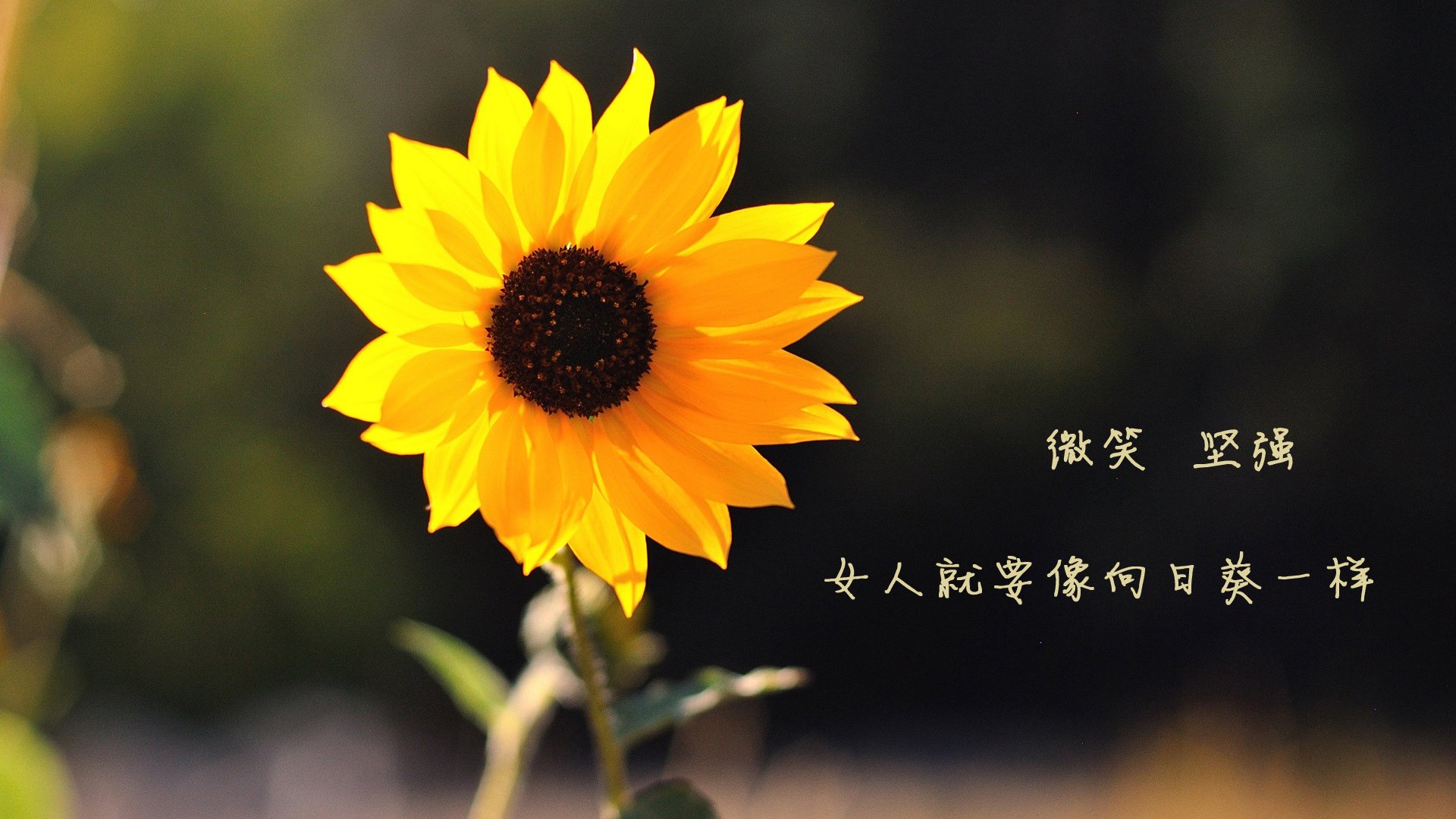 2019年全明星：库里“神级”出手引发全场欢呼声，17年全明星库里