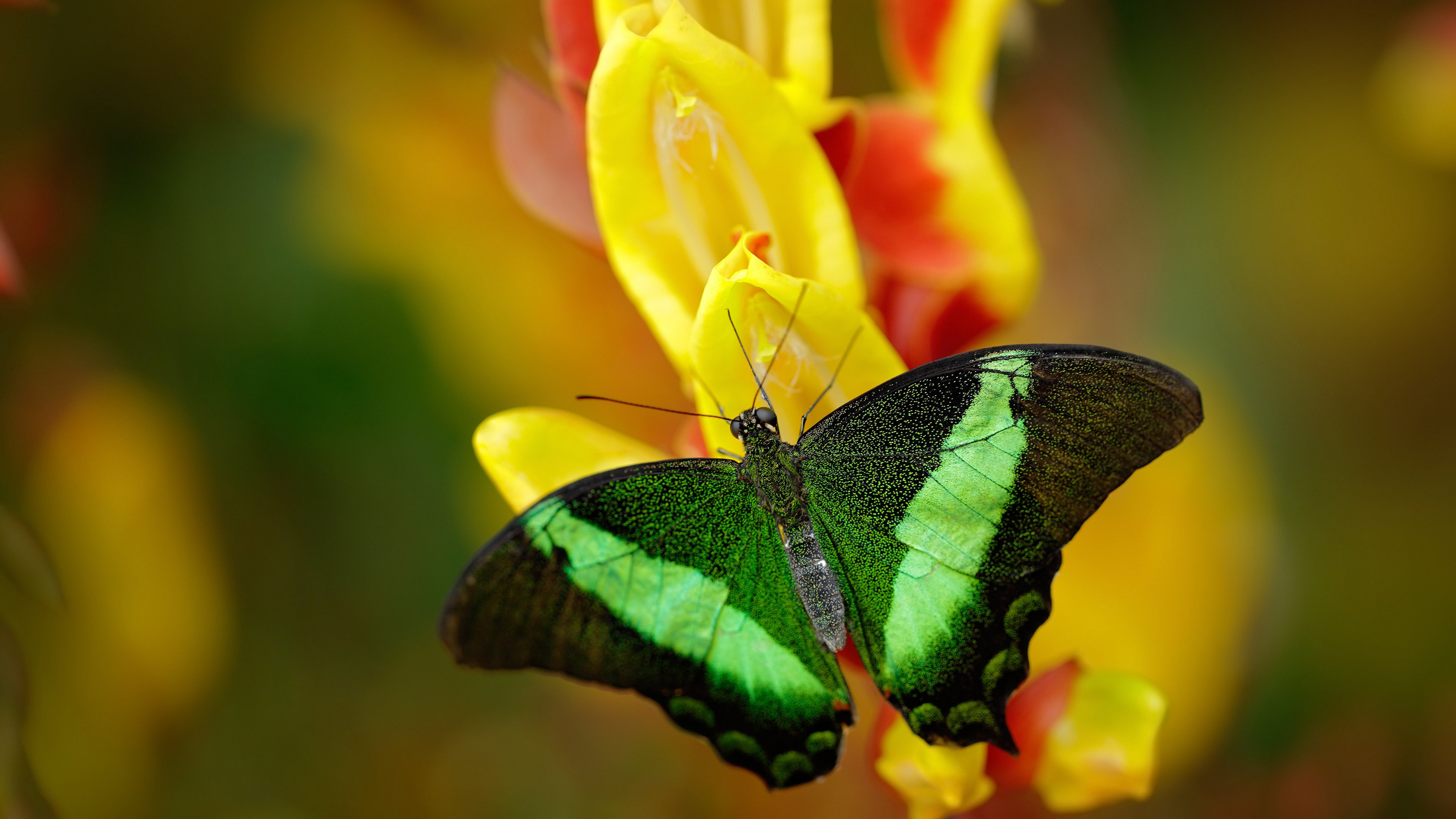 im电竞官方下载-自由泳短距离比利时选手冲进四强，自由泳比赛视频慢放