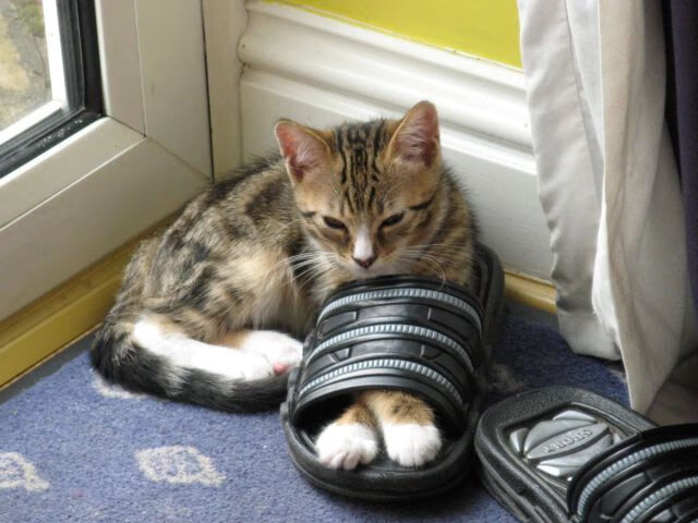 im体育最新安全APP下载-詹姆斯·奥康纳在场上展现出强大的决策能力，詹姆斯奥兰多